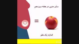 رشد جنین در شکم