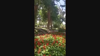 آواز بداهه (سعید راحمی) در مایه افشاری