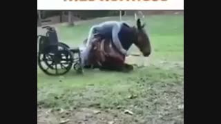 معلول  و.اسب باوفا