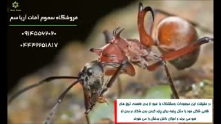 تحقیقات اخیر حیرت انگیز درباره مورچه های عسلی