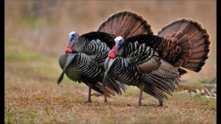 فروش تخم نطفه دار بوقلمون مرغوب