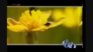 Whisper in the night with Imam Zaman (a.f) , نجوای شبانه