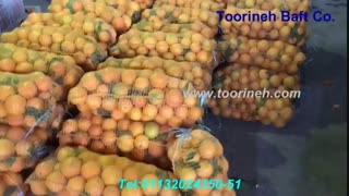 توری بسته بندی پرتقال شرکت تورینه بافت - کیسه راشل