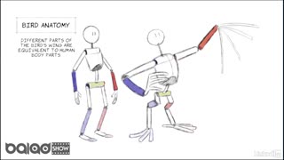 آموزش انیمیشن سازی موجودات پرنده(آناتومی پرندگان در انیمیت)