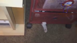 کلیپ های خنده دار گربه