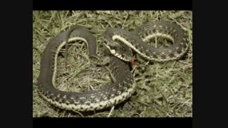 آیا مهره مار واقعیت دارد ؟ آیا مهره ی مار حقیقت دارد ؟ واقعیت مهره مار – مهره مار واقعی و اصل