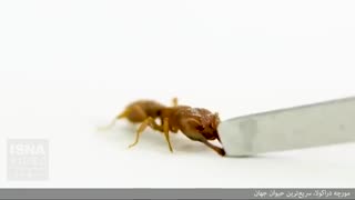 مورچه دراکولا، سریعترین حیوان جهان