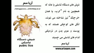 گونه های متفاوت شپش و ایجاد خارش شدید در جاهای مختلف بدن