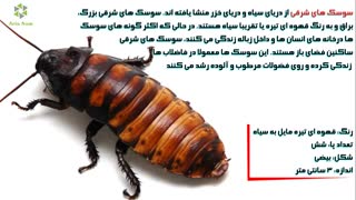 زندگی سوسک آمریکایی
