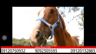 ردیاب حیوانات | ردیاب زیر پوستی | ردیاب مخفی | قیمت ردیاب حیوانات | کوچکترین ردیاب حیوانات | کیم کالا | 09120750932