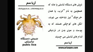انواع شپش در انسان