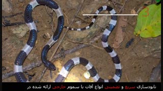مخوف ترین مارهای جهان را بشناسید!