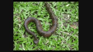 مهره مار را کجا بگذاریم؟ مهره مار را کجا نگهداری کنیم ؟ جای دقیق مهره مار کجاست ؟