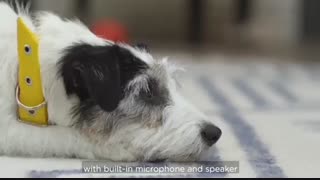 ایگرد | با petcube حیوان خانگی خود را در همه حال ببینید!!!!