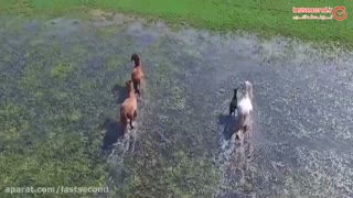 کوادکوپتر- پارک ملی بوجاق