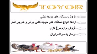 تخم نطفه دار طوطی سانان و طاووس در سه نژاد