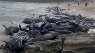 علت خودکشی نهنگ ها چیست؟