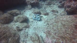 درگیری میان 2 مارماهی