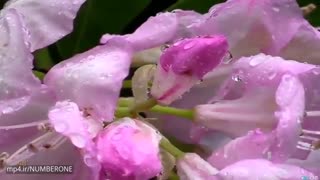 بارش باران؛ نمایش بخشندگی آسمان