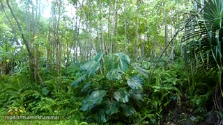 باران در جنگل