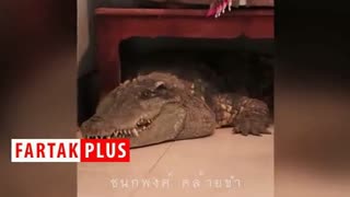 وحشتناک‌ترین هم‌خانه این مرد را بشناسید