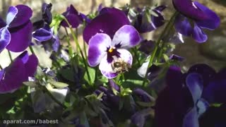 بررسی و معرفی Motorola Moto G5 Plus