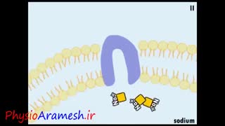 توضیح فیزیوتراپیست صادق زراعتکار  درباره اثر RF فیزیوتراپی