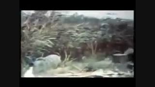 ممد نبودی ببینی