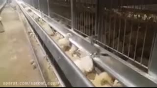 Prices of chicken laying hens