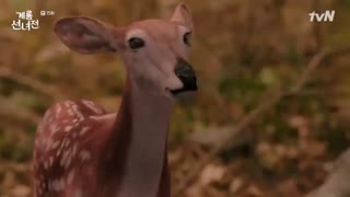 قسمت پانزدهم سریال کره ای Mama Fairy and the Woodcutter 2018 - با زیرنویس فارسی