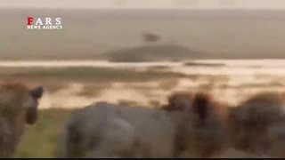 شیر نر در محصاره کفتارها