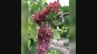 نهالستان گلستان ارومیه