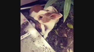 جون جونی خودم و همسرش