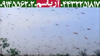 حمله گروهی و وحشتناک ملخ ها