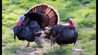 تخم بوقلمون درجه یک و نطفه دار