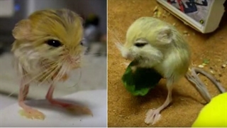 صحرانورد کوچک جربوا