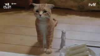 دانلودقسمت آخر سریال کره ای مامان پری و هیزم شکن 2018 Mama Fairy and the Woodcutter با بازی مون چه وون + زیرنویس فارسی