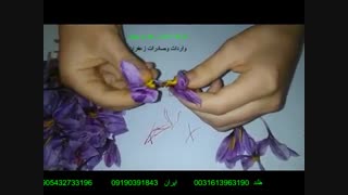 آموزش رایگان جداسازی رشته های زعفران از گل زعفران