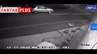 لحظه غم‌انگیز رهاکردن یک سگ توسط صاحبش