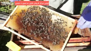 آموزش پرورش زنبور عسل بصورت کامل
