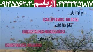 ملخ ایتالیایی یا ملخ بومی در ایران