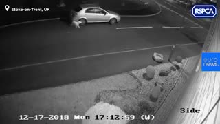 ویدئو؛ سگی که در جشن‌های کریسمس به فراموشی سپرده شد