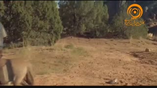 کمدی سوءتفاهم