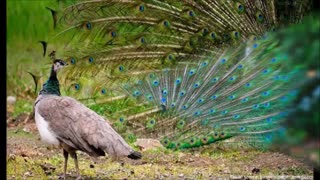 تخم طاووس درجه یک و به شرط نطفه