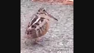 چالش امیر ملقب به لوف شوخمی