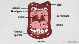 Parts Of The Body in English | Human Body Parts Names for Kids