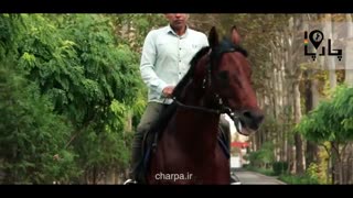 بهترین اسب های ایران اسب سیلمی تروبرد