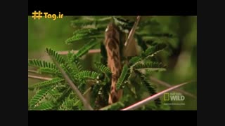 حمله مار و شاهین به لانه پرنده بافنده آکنه
