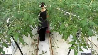 کشت و پرورش گوجه فرنگی به شکل مدرن در اروپا