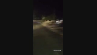 فرار جالب شیر از ترس گوساله هندی